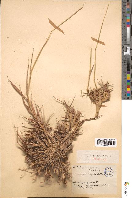 spécimen de Dichanthium annulatum