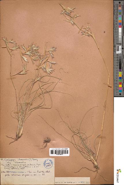 spécimen de Cymbopogon schoenanthus