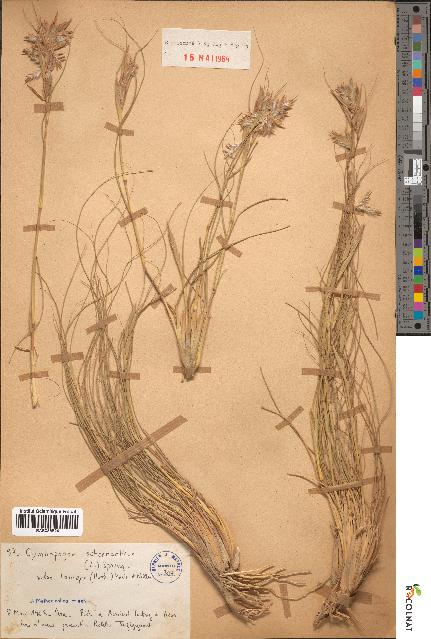 spécimen de Cymbopogon schoenanthus