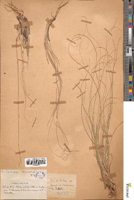 spécimen de Cymbopogon schoenanthus