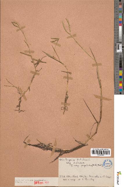 spécimen de Paspalum distichum
