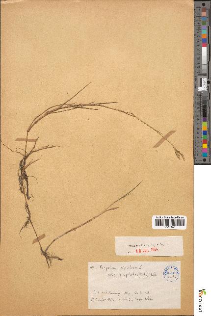 spécimen de Paspalum distichum