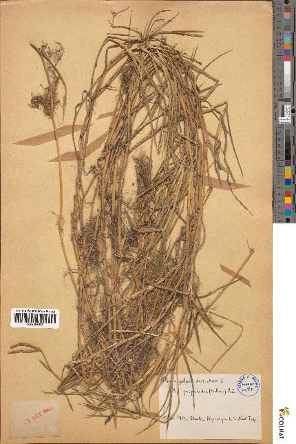 spécimen de Paspalum distichum