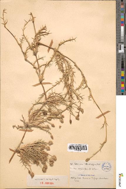 spécimen de Aeluropus littoralis