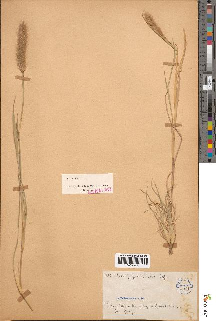 spécimen de Tetrapogon villosus