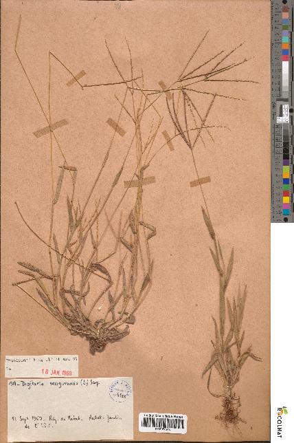 spécimen de Digitaria sanguinalis