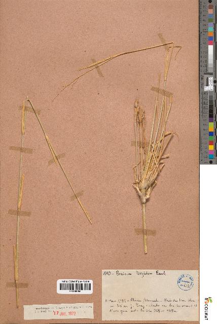 spécimen de Panicum turgidum