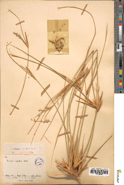 spécimen de Panicum turgidum