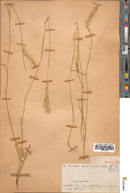 spécimen de Pennisetum dichotomum