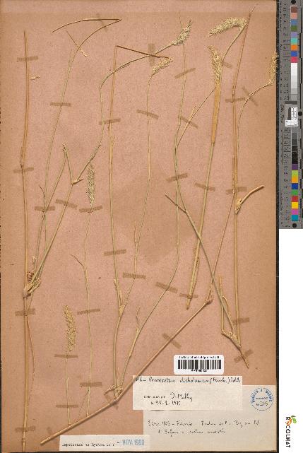 spécimen de Pennisetum dichotomum