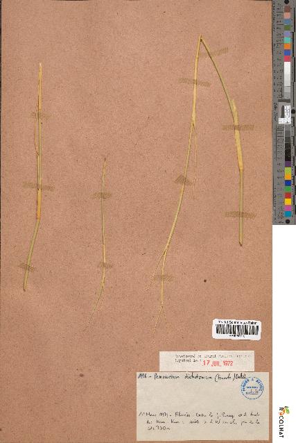 spécimen de Pennisetum dichotomum