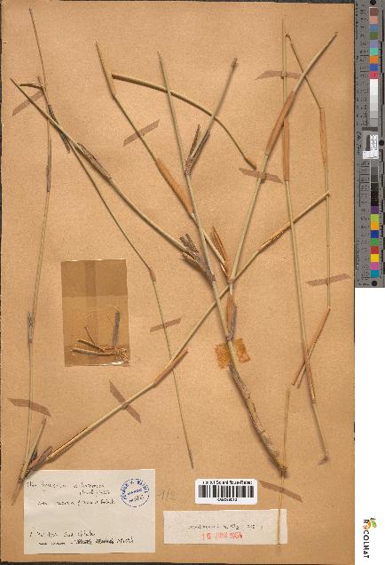 spécimen de Pennisetum dichotomum