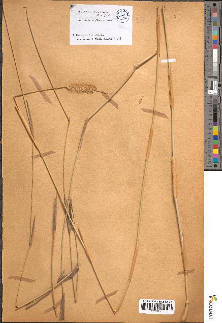 spécimen de Pennisetum dichotomum