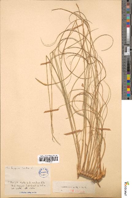 spécimen de Lygeum spartum