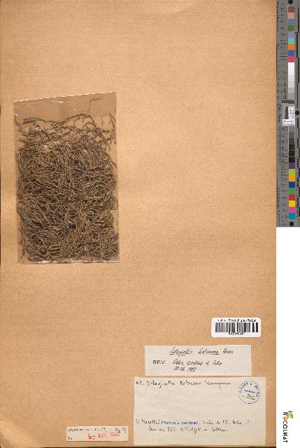 spécimen de Selaginella balansae