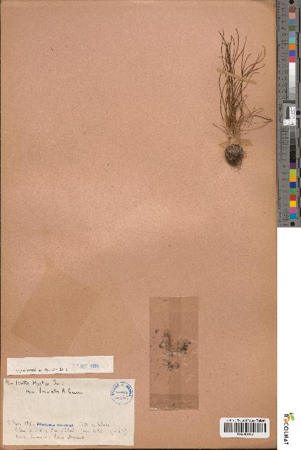 spécimen de Isoetes hystrix