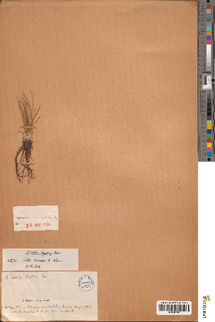 spécimen de Isoetes hystrix