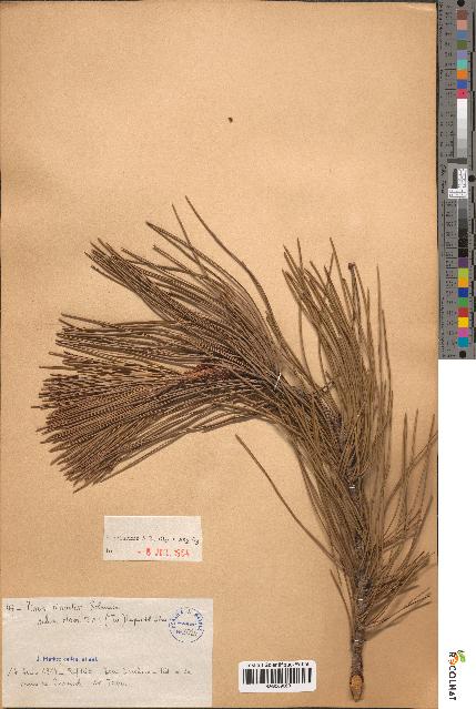 spécimen de Pinus pinaster
