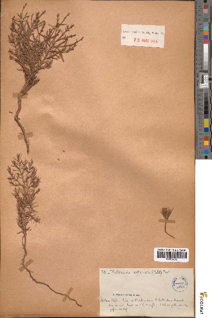 spécimen de Tetraclinis articulata