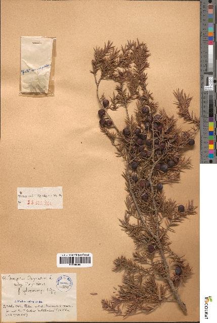 spécimen de Juniperus oxycedrus