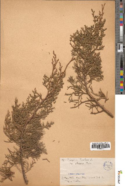 spécimen de Juniperus thurifera