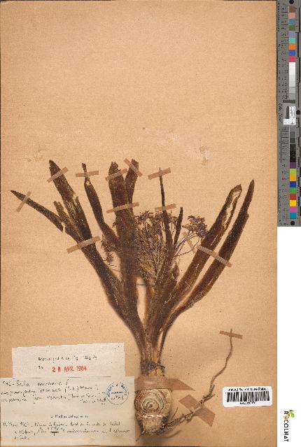 spécimen de Scilla peruviana