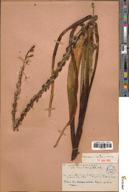 spécimen de Ornithogalum pyramidale