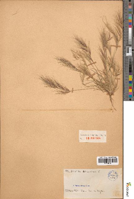 spécimen de Aristida adscensionis