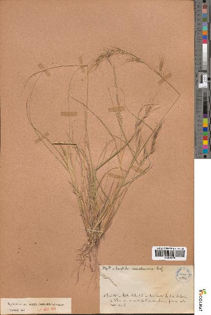 spécimen de Aristida caerulescens