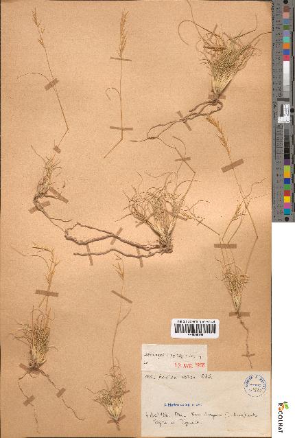spécimen de Aristida obtusa