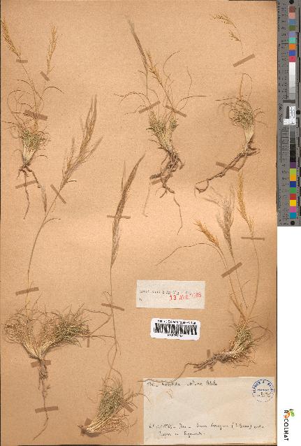 spécimen de Aristida obtusa