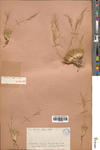 spécimen de Aristida obtusa