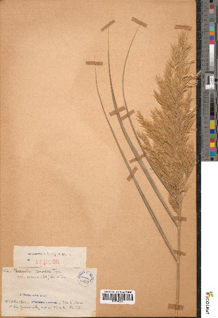 spécimen de Phragmites communis