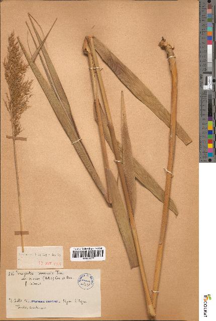 spécimen de Phragmites communis