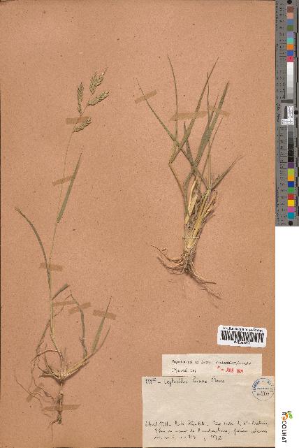 spécimen de Leptochloa ginae