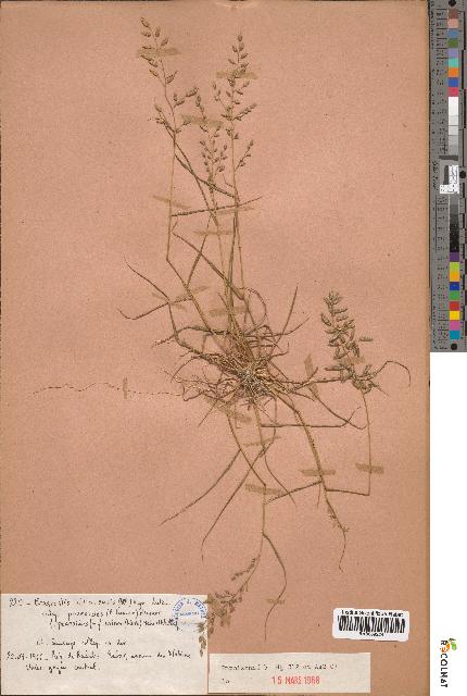 spécimen de Eragrostis cilianensis