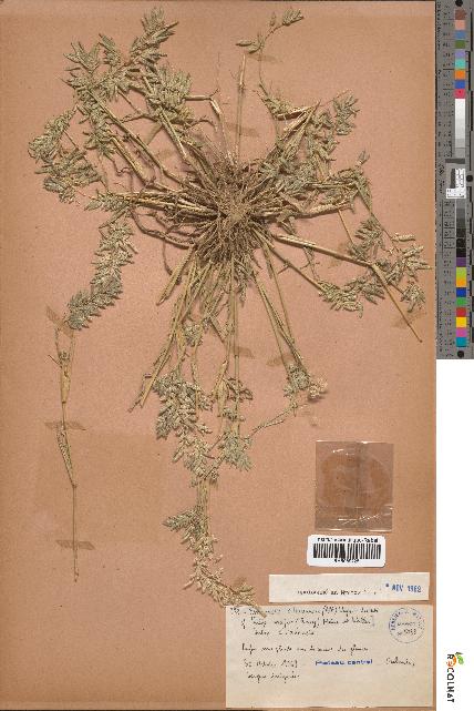 spécimen de Eragrostis cilianensis