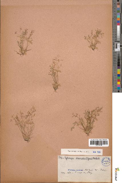 spécimen de Sphenopus divaricatus