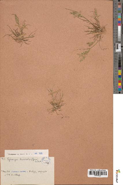 spécimen de Sphenopus divaricatus