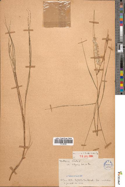 spécimen de Melica ciliata