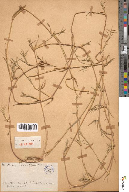 spécimen de Aeluropus littoralis