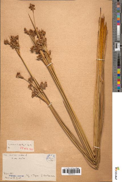 spécimen de Juncus acutus