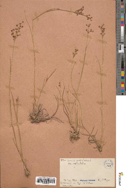 spécimen de Juncus articulatus