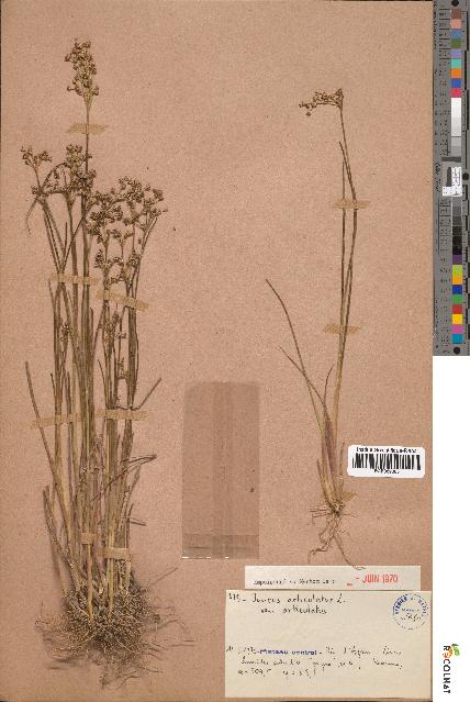 spécimen de Juncus articulatus