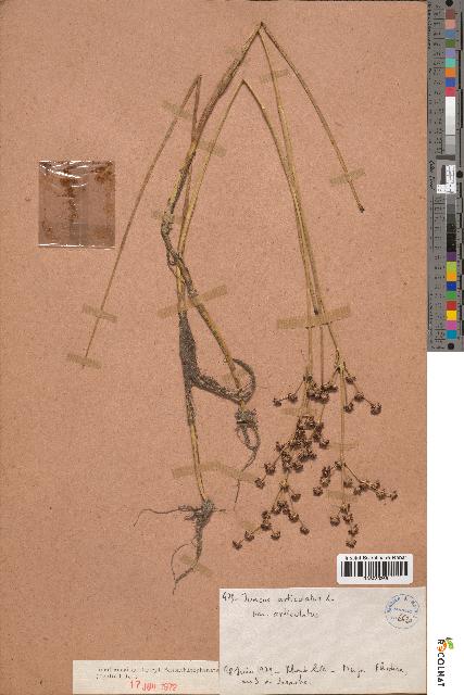 spécimen de Juncus articulatus