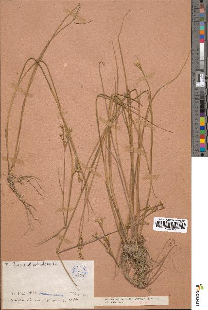 spécimen de Juncus articulatus