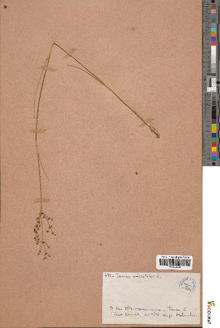 spécimen de Juncus articulatus