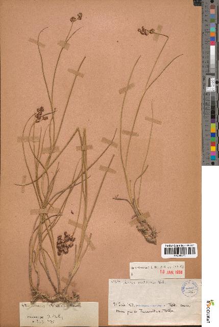 spécimen de Juncus acutiflorus