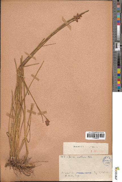 spécimen de Juncus acutiflorus