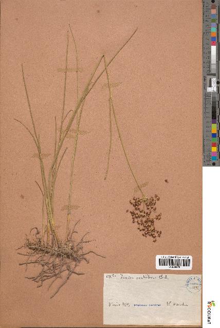 spécimen de Juncus acutiflorus